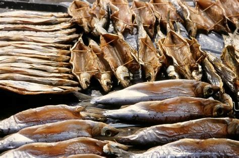 north fish|North Fish – Wikipedia, wolna encyklopedia.